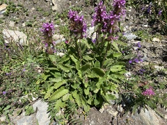 Betonica hirsuta