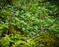 Parnassia glauca