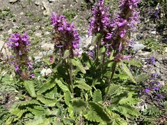 Betonica hirsuta