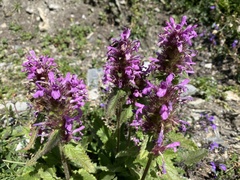 Betonica hirsuta