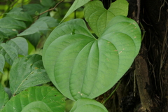 Dioscorea wallichii