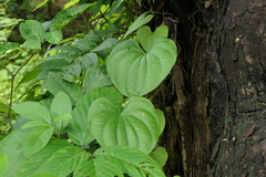 Dioscorea wallichii