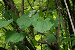 Dioscorea wallichii