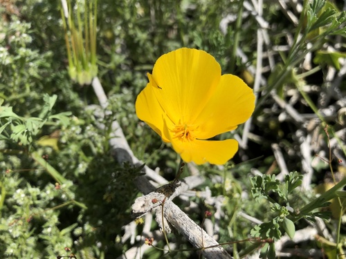Eschscholzia androuxii (Eschscholzia androuxii)