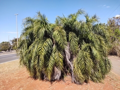 Syagrus flexuosa