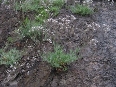 Gypsophila acutifolia