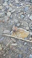 Holcostethus limbolarius