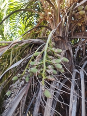 Syagrus flexuosa