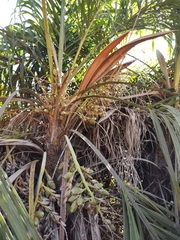Syagrus flexuosa