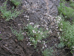 Gypsophila acutifolia