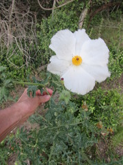 Argemone albiflora texana