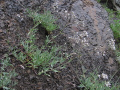 Gypsophila acutifolia