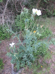 Argemone albiflora texana