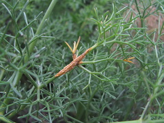 Bilacunaria microcarpos
