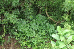 Amorphophallus commutatus