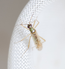 Dicyphus constrictus