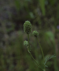 Sanguisorba occidentalis