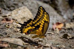 Heraclides cresphontes