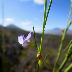 Psoralea diturnerae