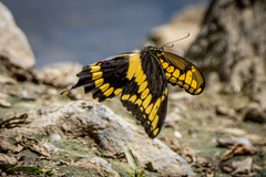 Heraclides cresphontes