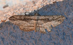 Iridopsis obliquaria