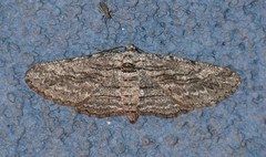 Iridopsis obliquaria