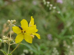 Acmaeodera wheeleri