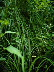 Carex prasina