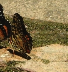 Chlosyne melitaeoides