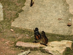 Chlosyne melitaeoides