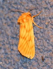 Eulithosia papago