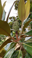 Magnolia grandiflora
