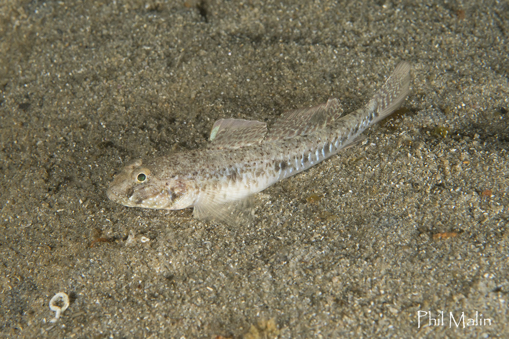 Eastern Longfin Goby