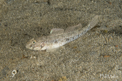 Eastern Longfin Goby photo 1