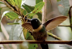 Heliangelus amethysticollis