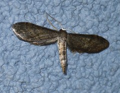 Protoproutia laredoata