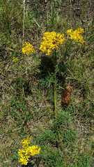 Jacobaea adonidifolia