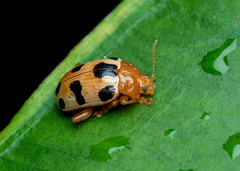 Podontia affinis
