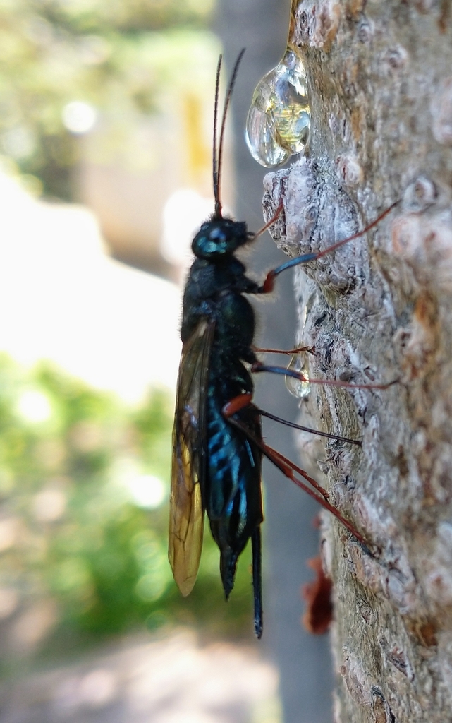 Sirex varipes