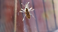 Chlorophorus glabromaculatus