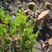 Cliffortia pulchella pulchella - Photo Ningún derecho reservado, subido por Di Turner