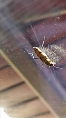 Chlorophorus glabromaculatus