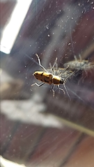 Chlorophorus glabromaculatus