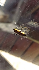 Chlorophorus glabromaculatus