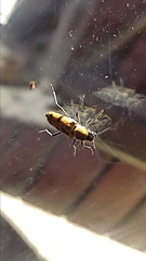 Chlorophorus glabromaculatus