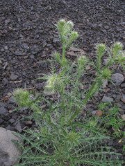 Cirsium echinus