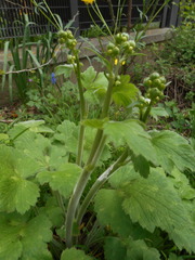 Ranunculus velutinus