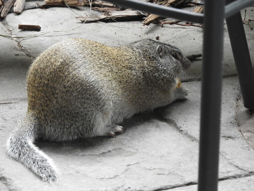 Franklin's Ground Squirrel, Deer Park, Omaha, NE, USA, photo 8 of 10
