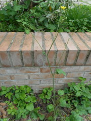 Ranunculus velutinus