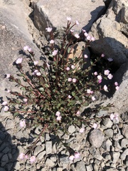 Rhizomatosae